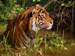 Indian Tiger