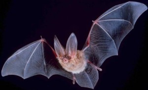 BAT