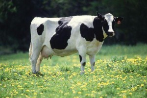 Holstein Friesian cow