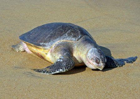 Lepidochelys olivacea - Olive Ridley turtle