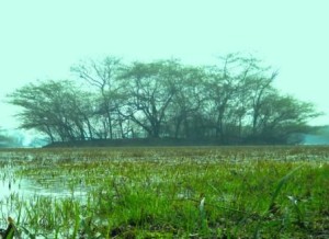 Water swamp at Sultanpur Bird Sanctuary