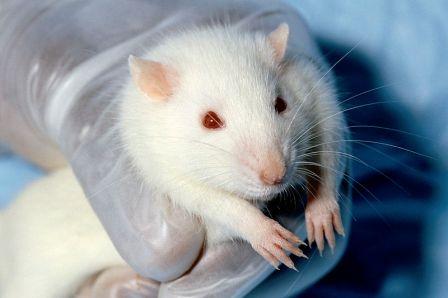 Animal testing_Wistar rat