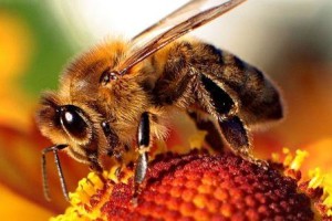 Honeybee-apis
