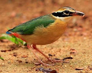 Indian Pitta