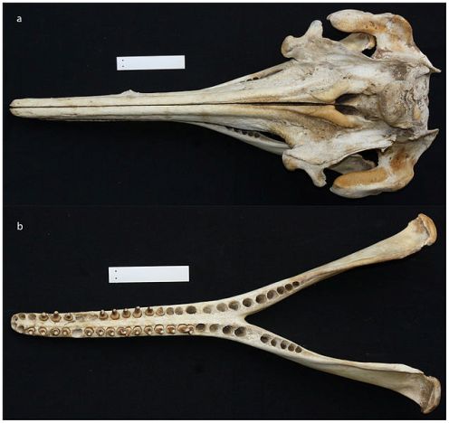 Inia araguaiaensis cranium & mandible