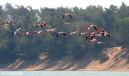 Lesser Flamingo at Chilika lake_Orissa_India