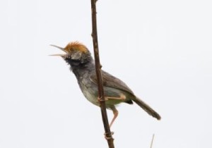 Phnom Penh Bird