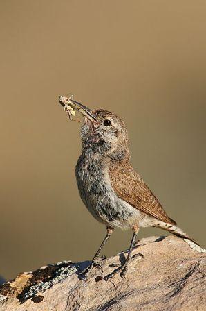 Rock Wrens