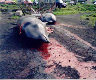 Dolphins carcass