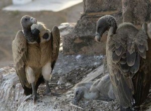 Indian Vulture