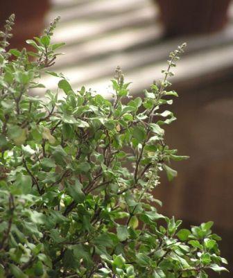 Ocimum tenuiflorum_Tulsi