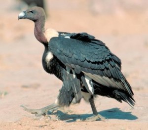 Vulture_Gyps bengalensis