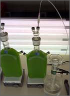 Algae hydrogen production