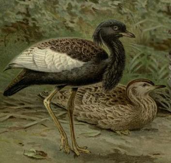 Bengal Florican