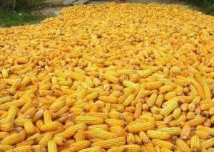 Corn