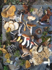 Fungi of Saskatchewan - Biodiversity