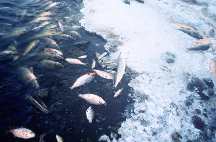 Mass fish deaths