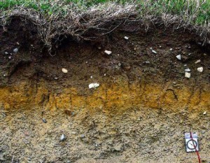 Stagnogley soil