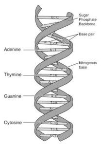DNA-structure