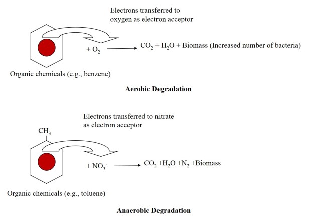 Biodegradation process_schematic representation