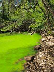 Eutrophication