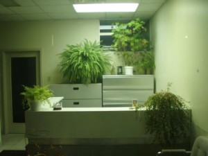 Office with indoor plants. For illustration purpose. 
