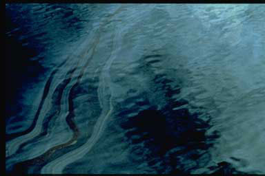 Oil spill affected area