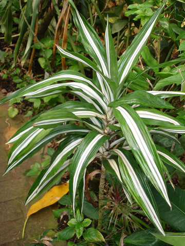 Warneckii plant
