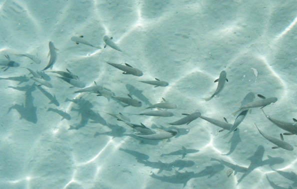 lagoon of Rangiroa in the Pacific