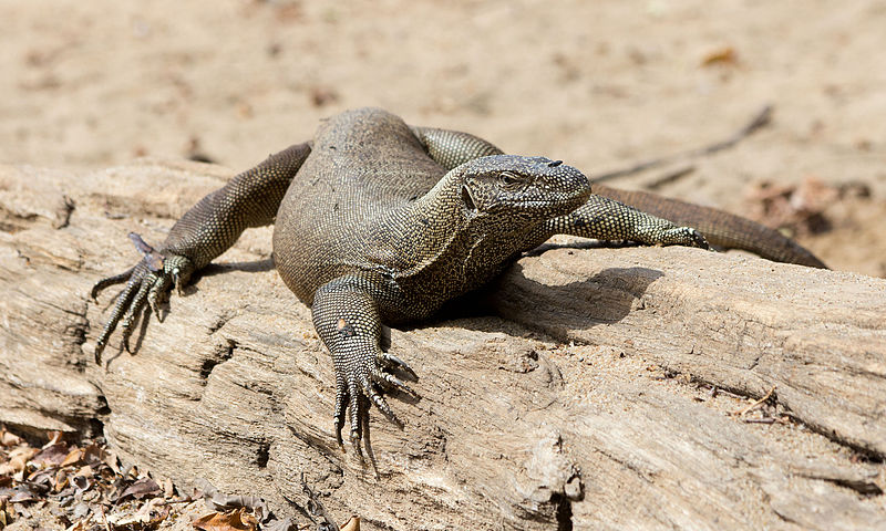 Bengal Monitor Lizard