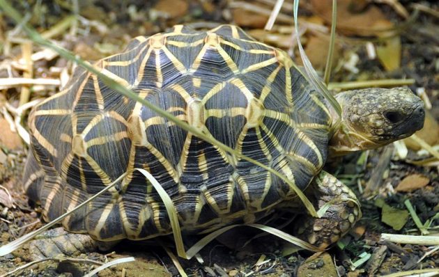 Indian star tortoise