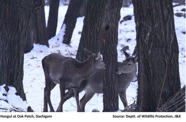 Hangul at Oak patch_Dachigam