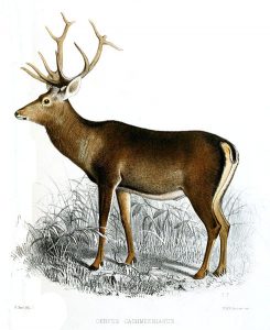 Kashmir stag