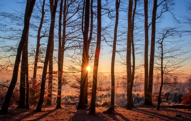 Forest landscape