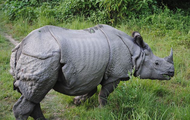 One horned Rhino