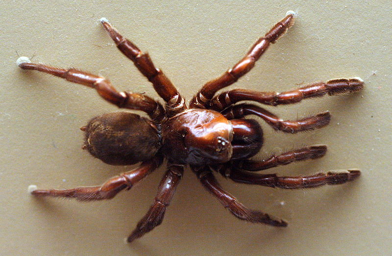 Australian Museum spider_Giaus Villosus