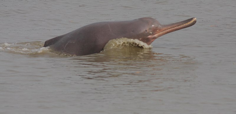 Ganges river dolphin