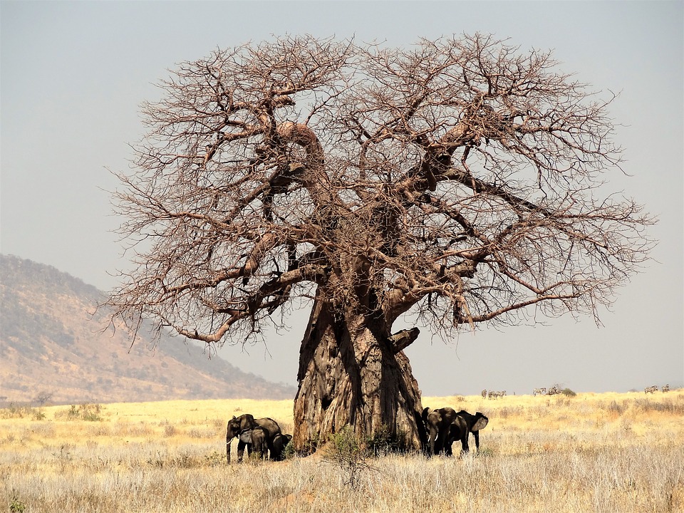 Baobab Tree, Africa