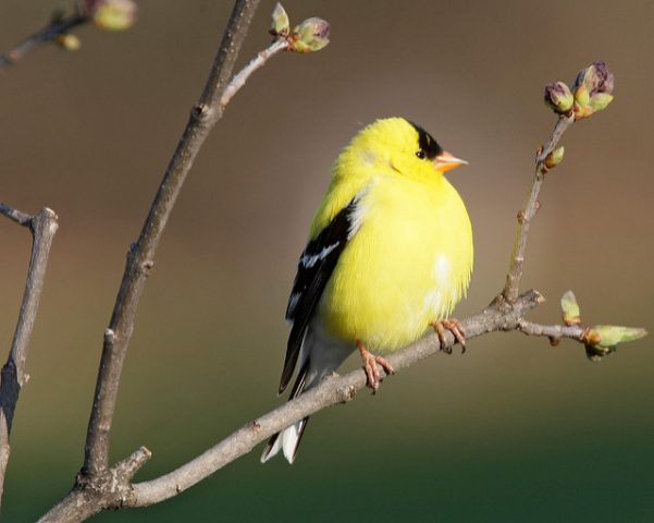 Goldfinch