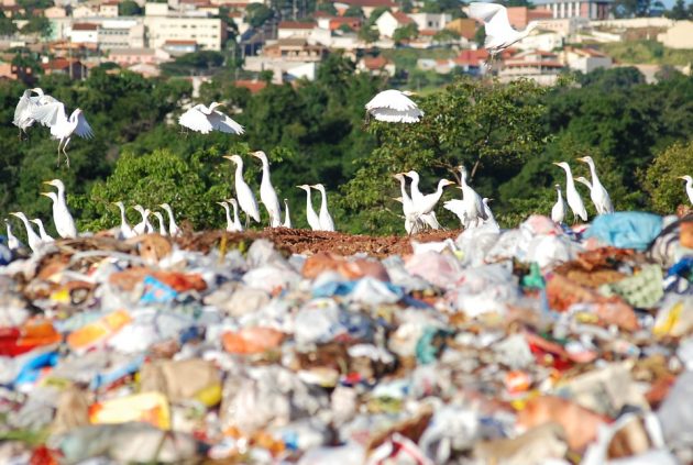 Plastic Pollution