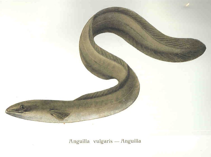 Anguilla vulgaris