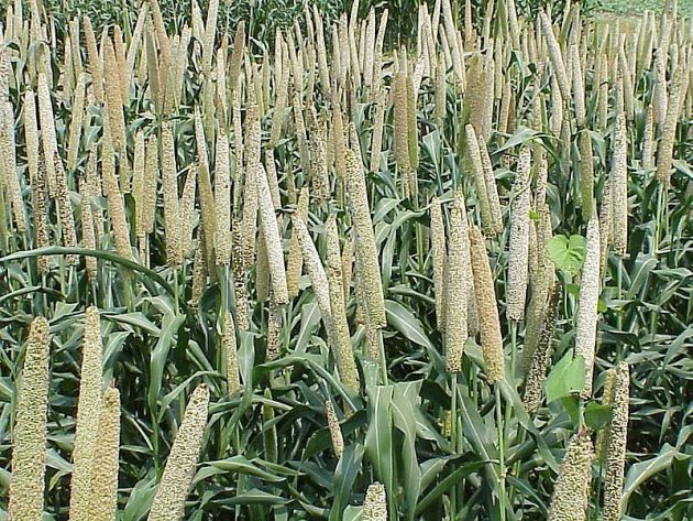 Grain millet