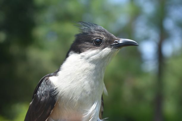 Migratory-bird-the-Pied-Cuckoo-gets-fitted-with-satellite-trasmitters