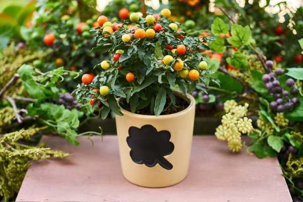 Grow vegetables in a pot