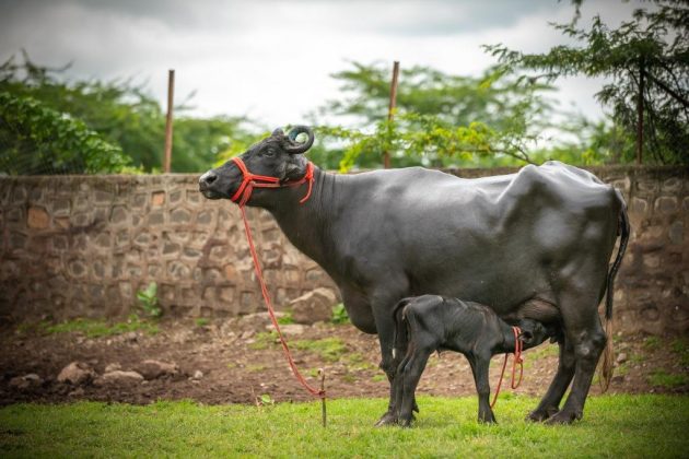 Buffalo and Calves