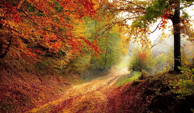 Forest-landscape