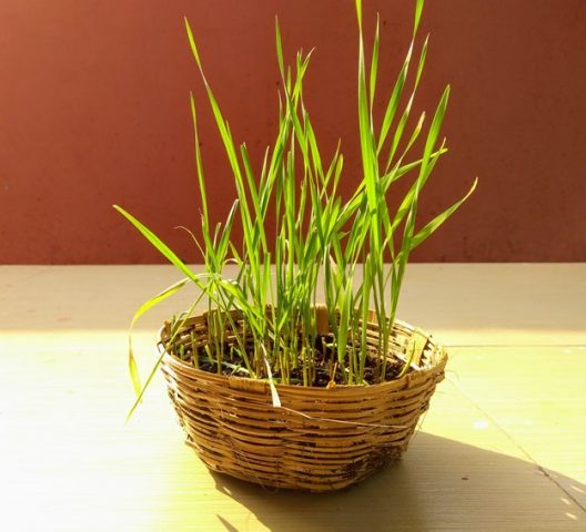 Wheatgrass