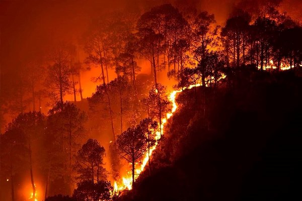In February 2019, massive forest fires broke out in numerous places across the Bandipur National Park of the Karnataka state in India