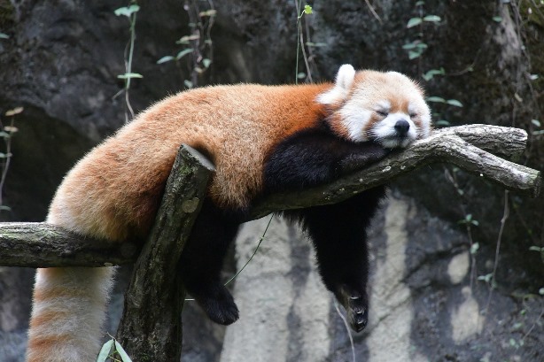 Red Panda relaxing on the tree