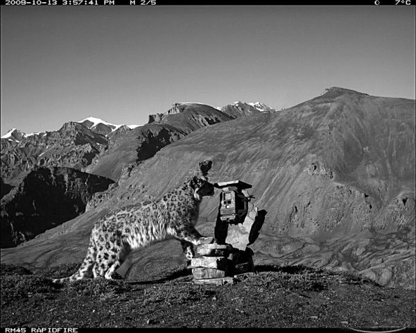 Snow Leopard picture through a camera trap. 